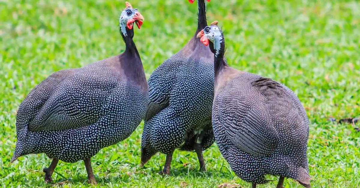 The Guinea Fowl, an example of Passeridae, in its natural environment.