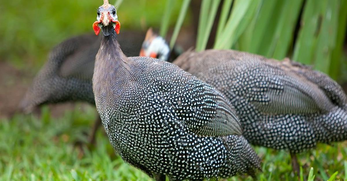 Natural elegance of the Guinea Fowl, scientifically termed Passeridae.