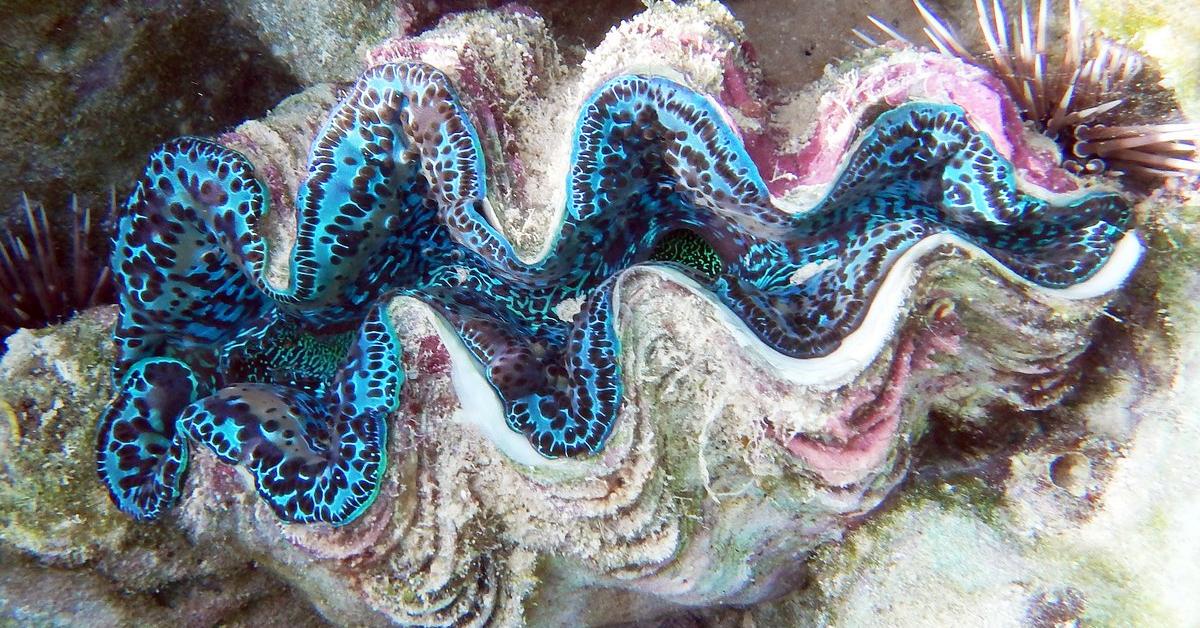 Captured moment of the Giant Clam, in Indonesia known as Kerang Raksasa.