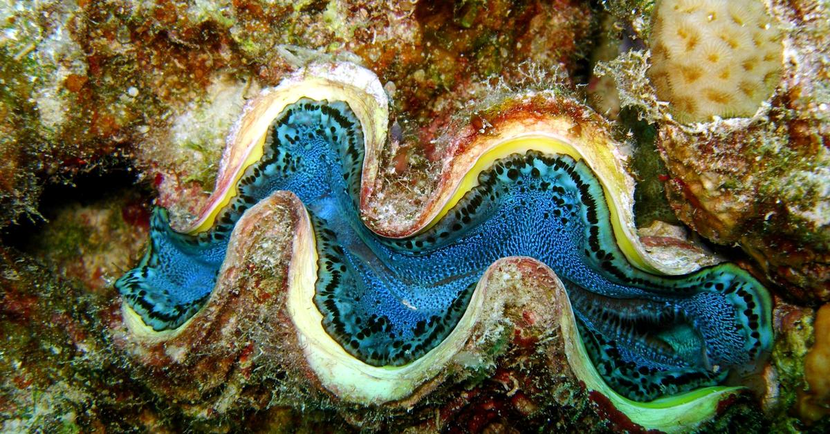 Elegant Giant Clam in its natural habitat, called Kerang Raksasa in Indonesia.