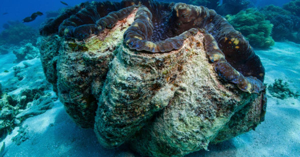 Close-up view of the Giant Clam, known as Kerang Raksasa in Indonesian.