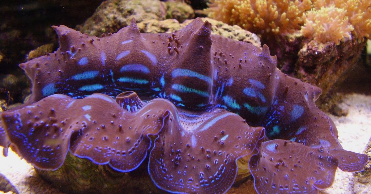 A look at the Giant Clam, also recognized as Kerang Raksasa in Indonesian culture.