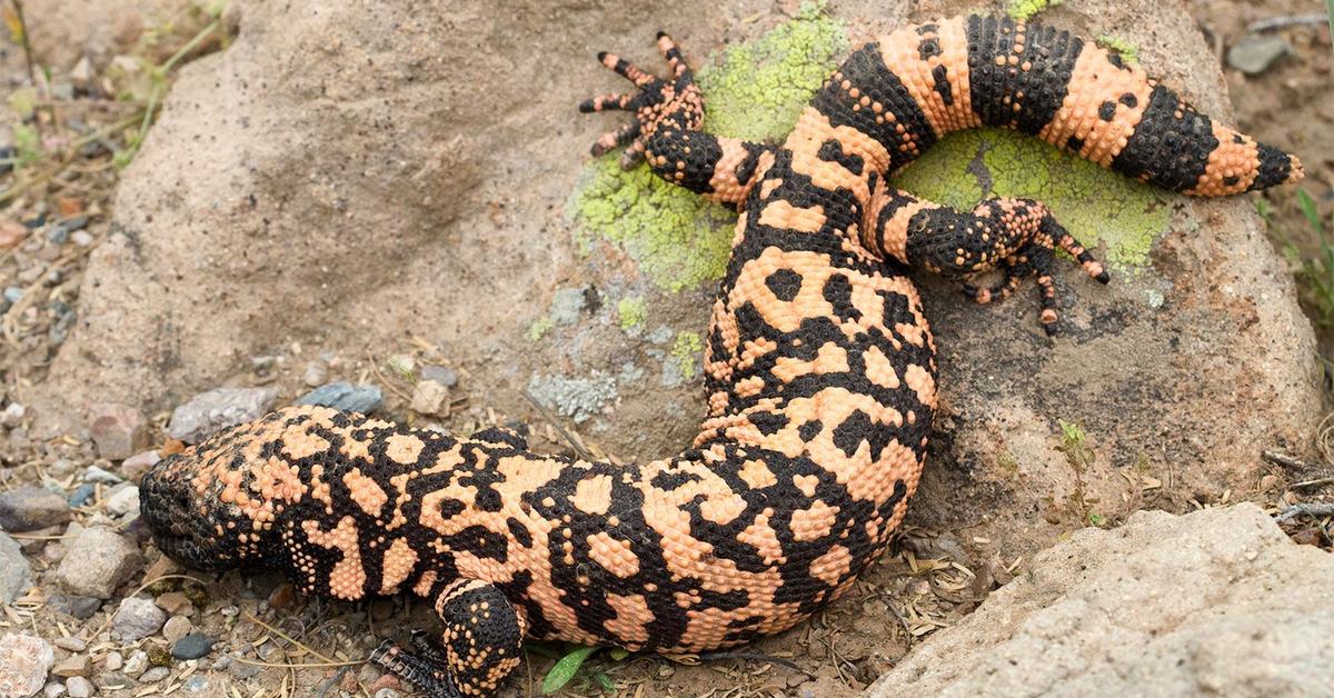 Portrait of a Gila Monster, a creature known scientifically as Heloderma suspectum.