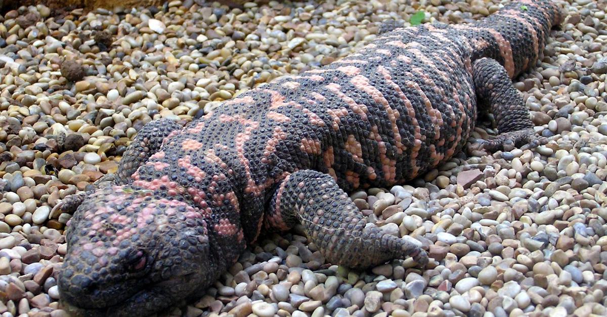 Photograph of the unique Gila Monster, known scientifically as Heloderma suspectum.