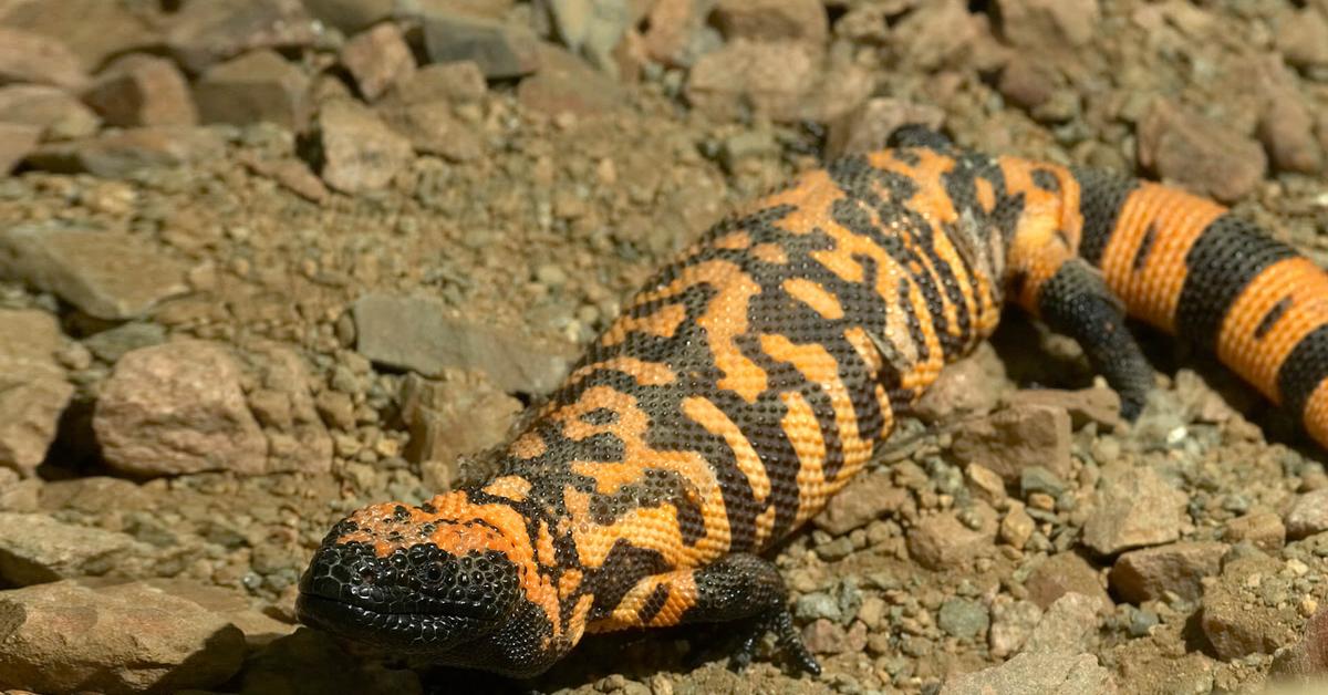 Image of the Gila Monster (Heloderma suspectum), popular in Indonesia as Bunglon Gila.