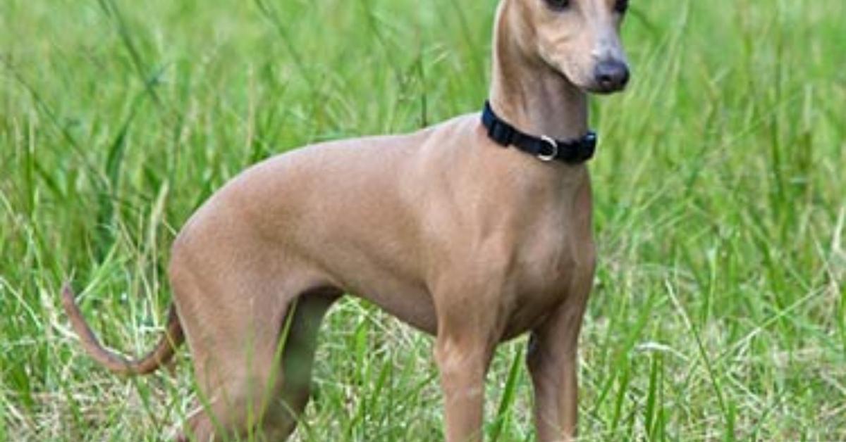 Stunning image of the Greyhound (Canis Lupus), a wonder in the animal kingdom.