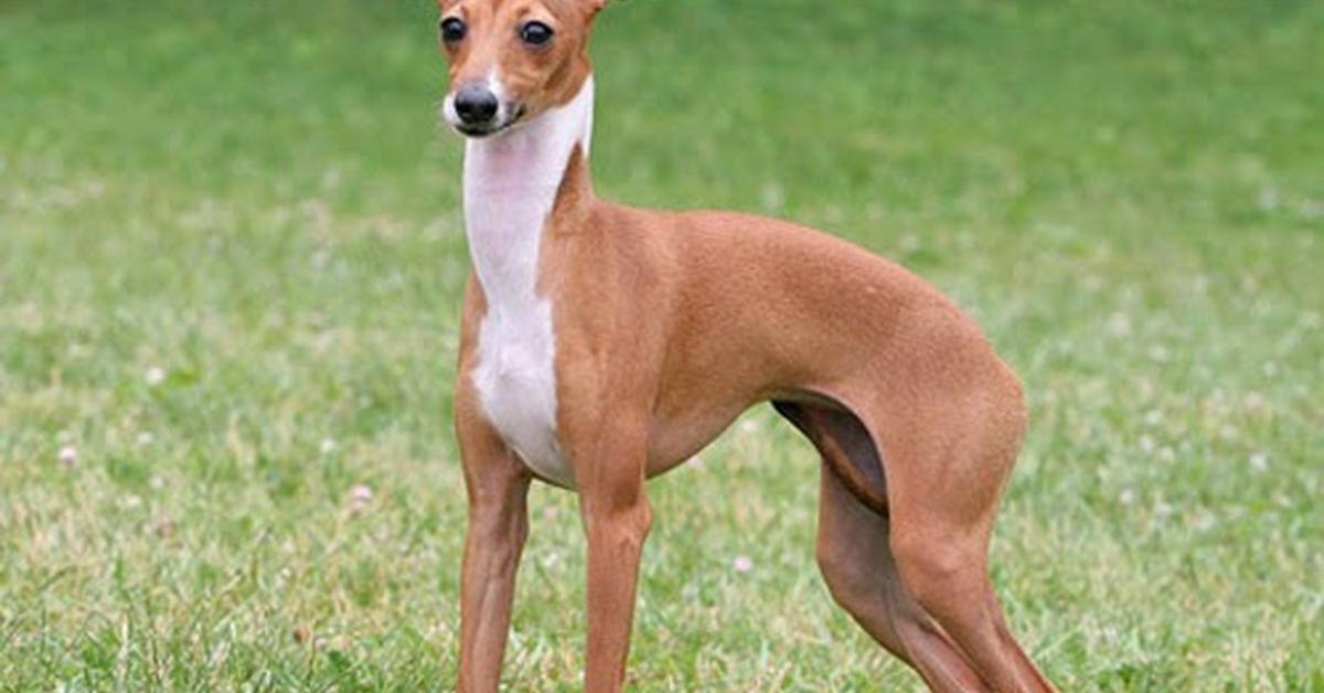 Graceful Greyhound, a creature with the scientific name Canis Lupus.