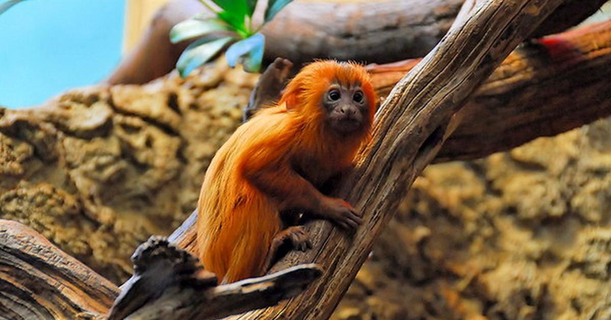 Elegant portrayal of the Golden Lion Tamarin, also known as Leontopithecus rosalia.