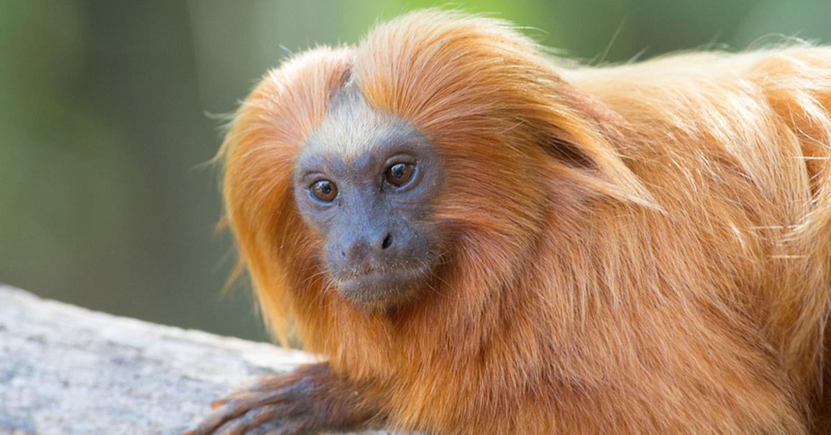 Elegant Golden Lion Tamarin in its natural habitat, called Tamarin Singa Emas in Indonesia.