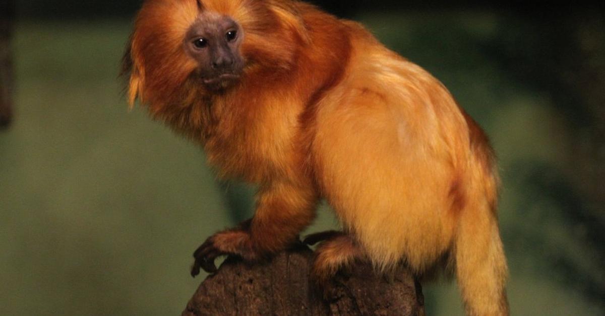 Natural elegance of the Golden Lion Tamarin, scientifically termed Leontopithecus rosalia.