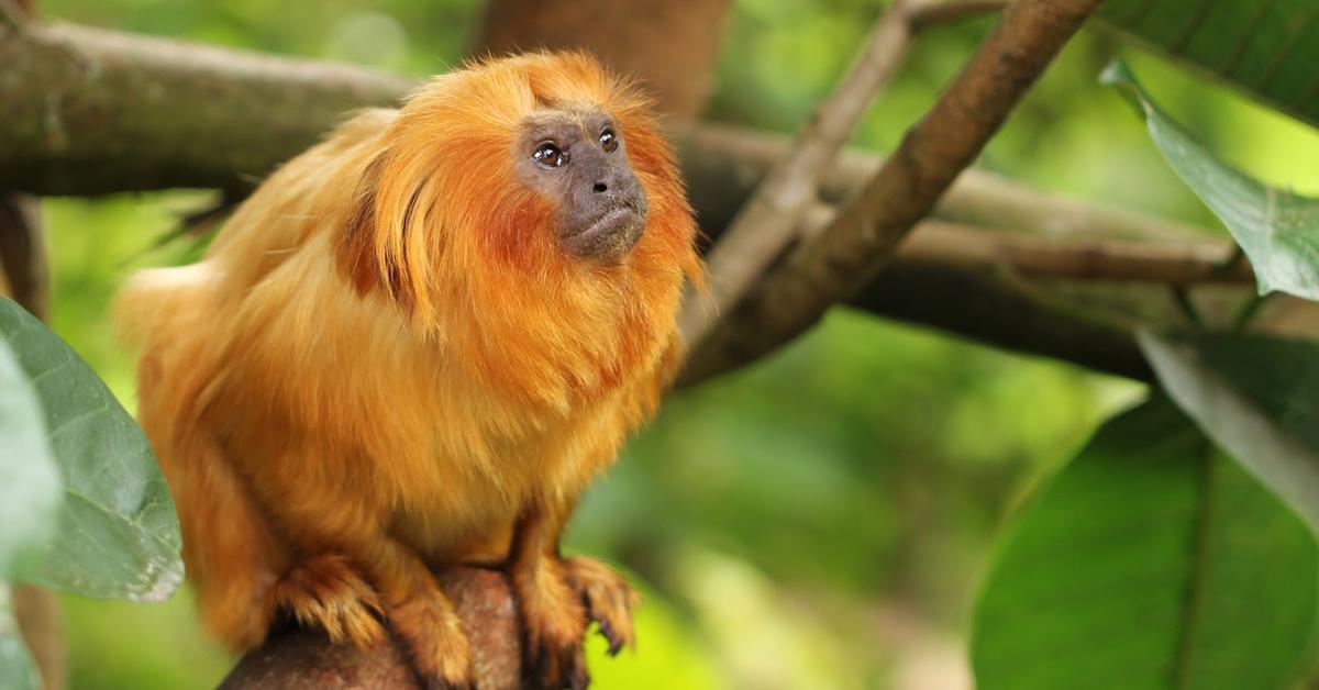 Vivid image of the Golden Lion Tamarin, or Tamarin Singa Emas in Indonesian context.