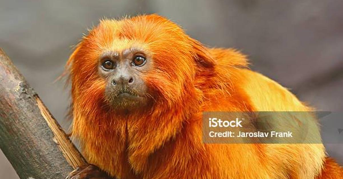 Close-up view of the Golden Lion Tamarin, known as Tamarin Singa Emas in Indonesian.