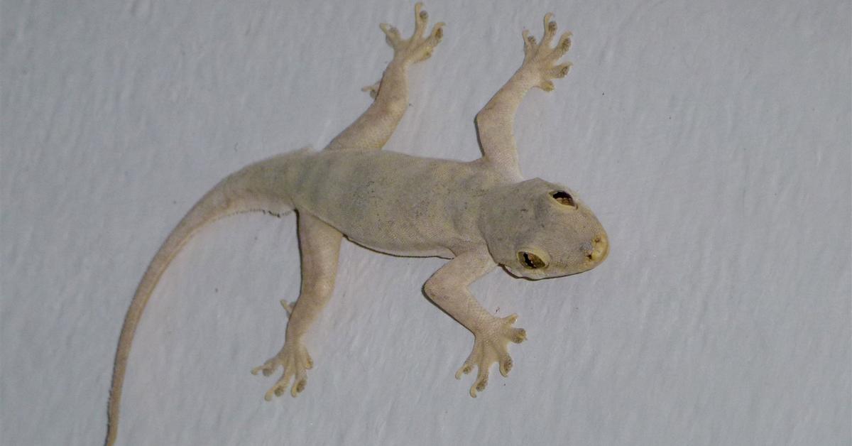 Visual representation of the Gecko, recognized in Indonesia as Cicak.