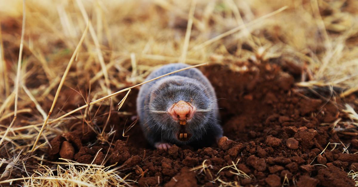 Picture of Gopher, known in Indonesia as Tikus Gopher.