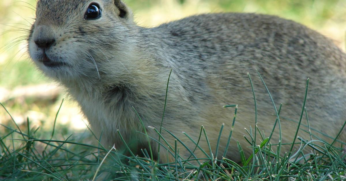 The Gopher, a beautiful species also known as Tikus Gopher in Bahasa Indonesia.