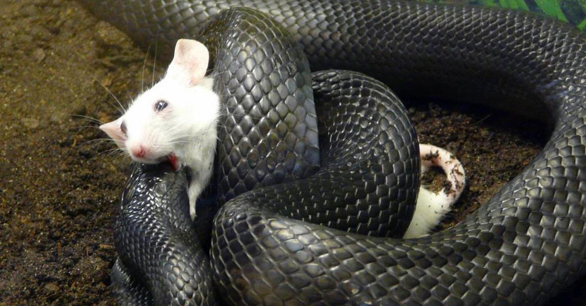 Vivid image of the Gopher, or Tikus Gopher in Indonesian context.