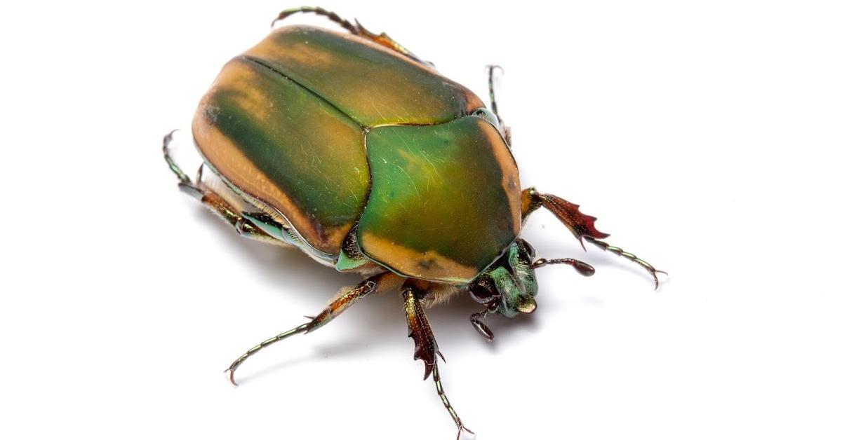 Iconic view of the Green June Beetle, or Cotinis nitida, in its habitat.