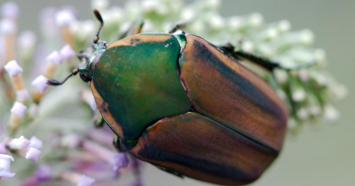 Enchanting Green June Beetle, a species scientifically known as Cotinis nitida.