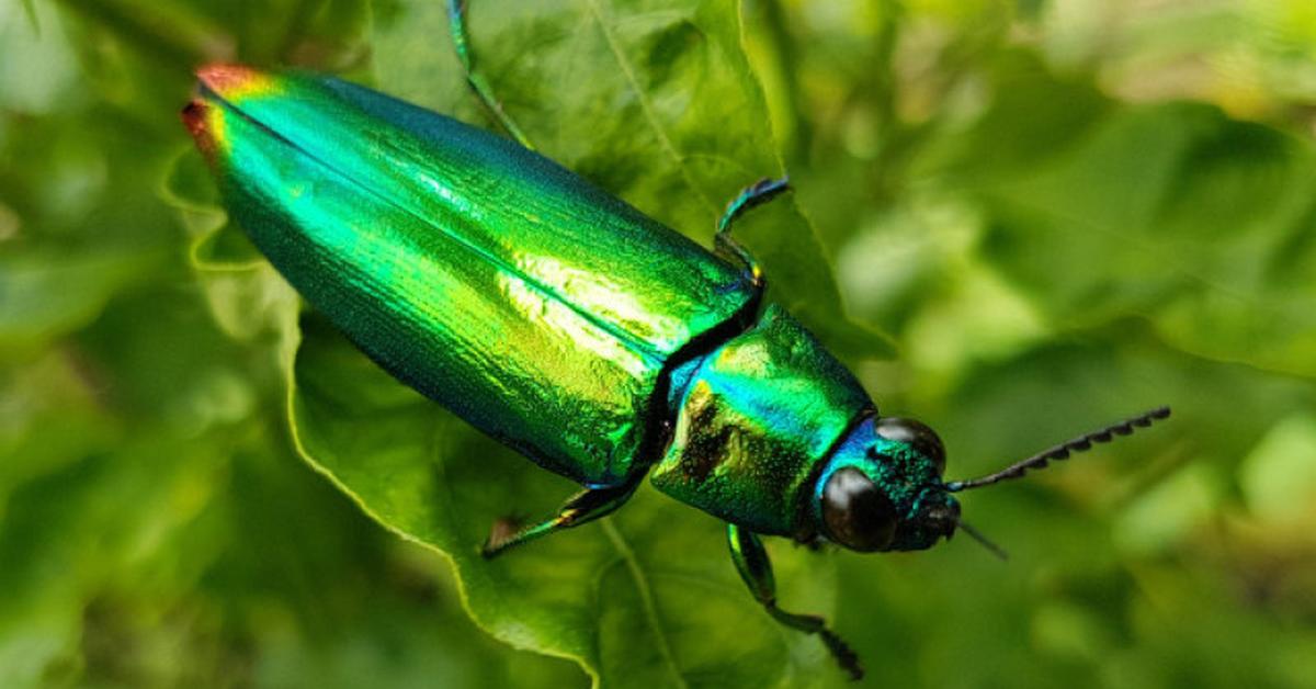 Visual of Green June Beetle, or Kumbang Juni Hijau in Indonesian, showcasing its beauty.