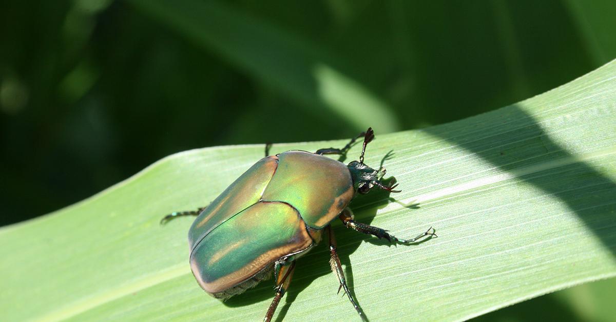 Engaging shot of the Green June Beetle, recognized in Indonesia as Kumbang Juni Hijau.