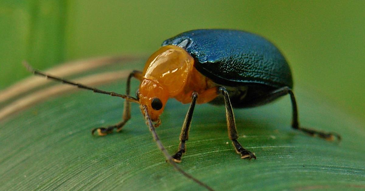 Captivating shot of the Green June Beetle, or Kumbang Juni Hijau in Bahasa Indonesia.