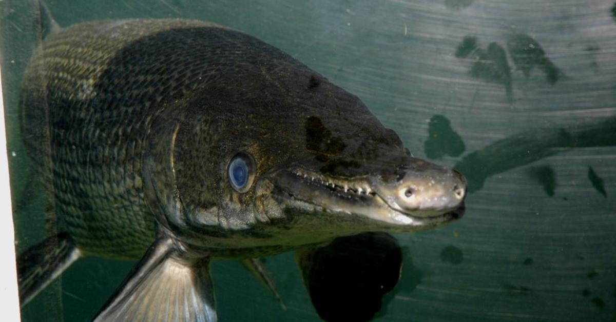 Portrait of a Gar, a creature known scientifically as Lepisosteidae.