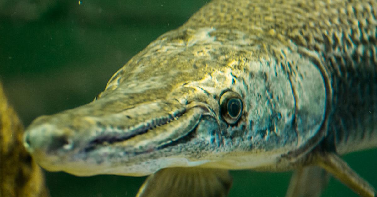 Close encounter with the Gar, scientifically called Lepisosteidae.