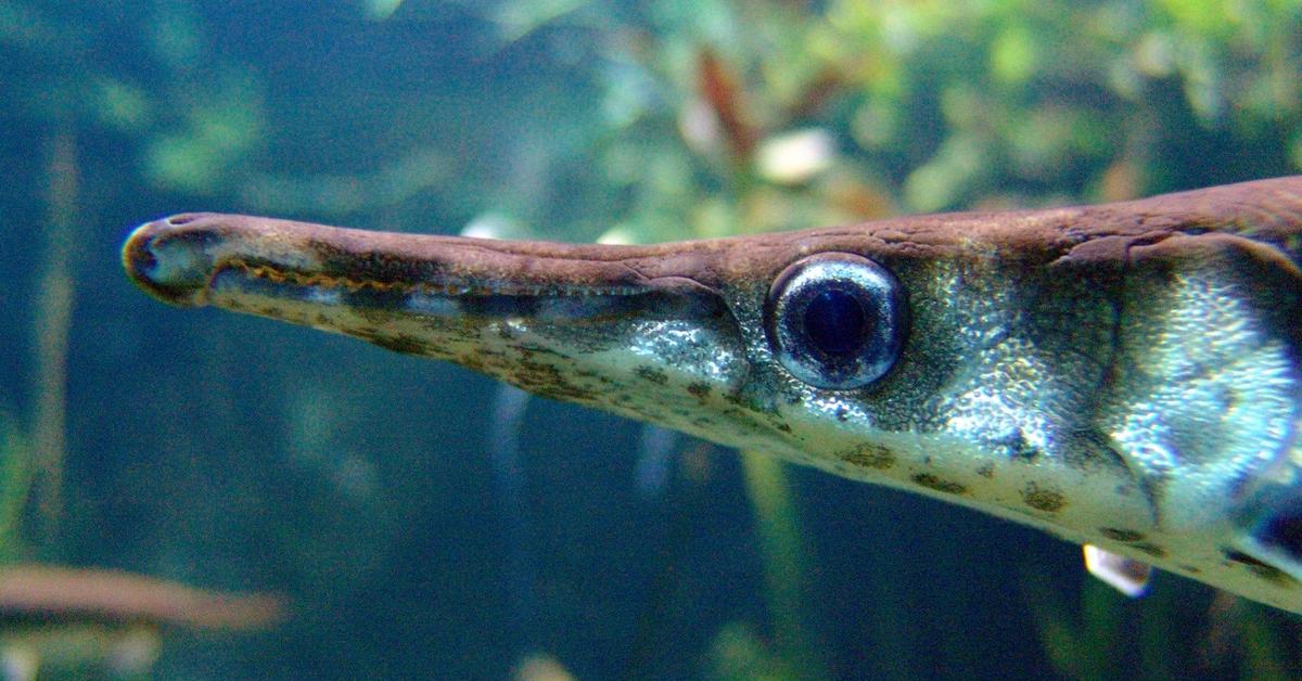 Glimpse of the Gar, known in the scientific community as Lepisosteidae.