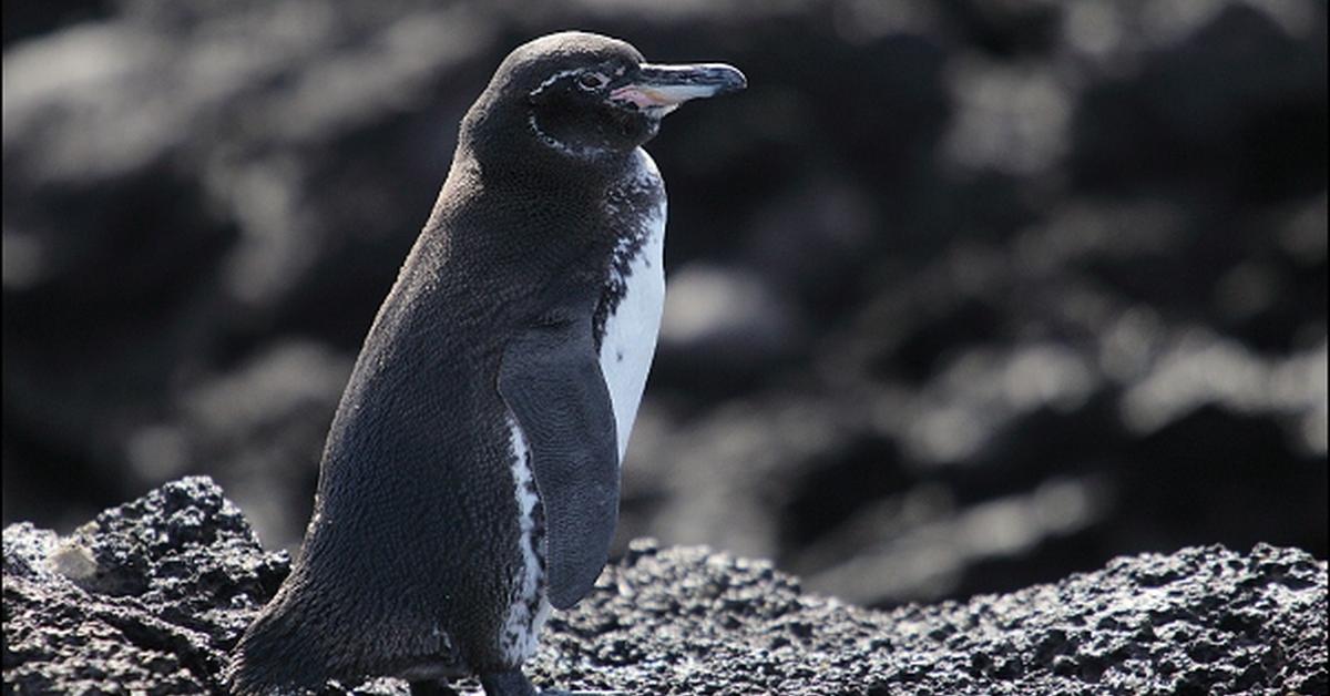 The Galapagos Penguin, an example of Spheniscus Mendiculus, in its natural environment.