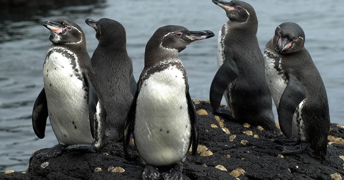 Vibrant snapshot of the Galapagos Penguin, commonly referred to as Penguin Galapagos in Indonesia.