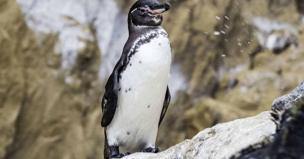 Striking appearance of the Galapagos Penguin, known in scientific circles as Spheniscus Mendiculus.