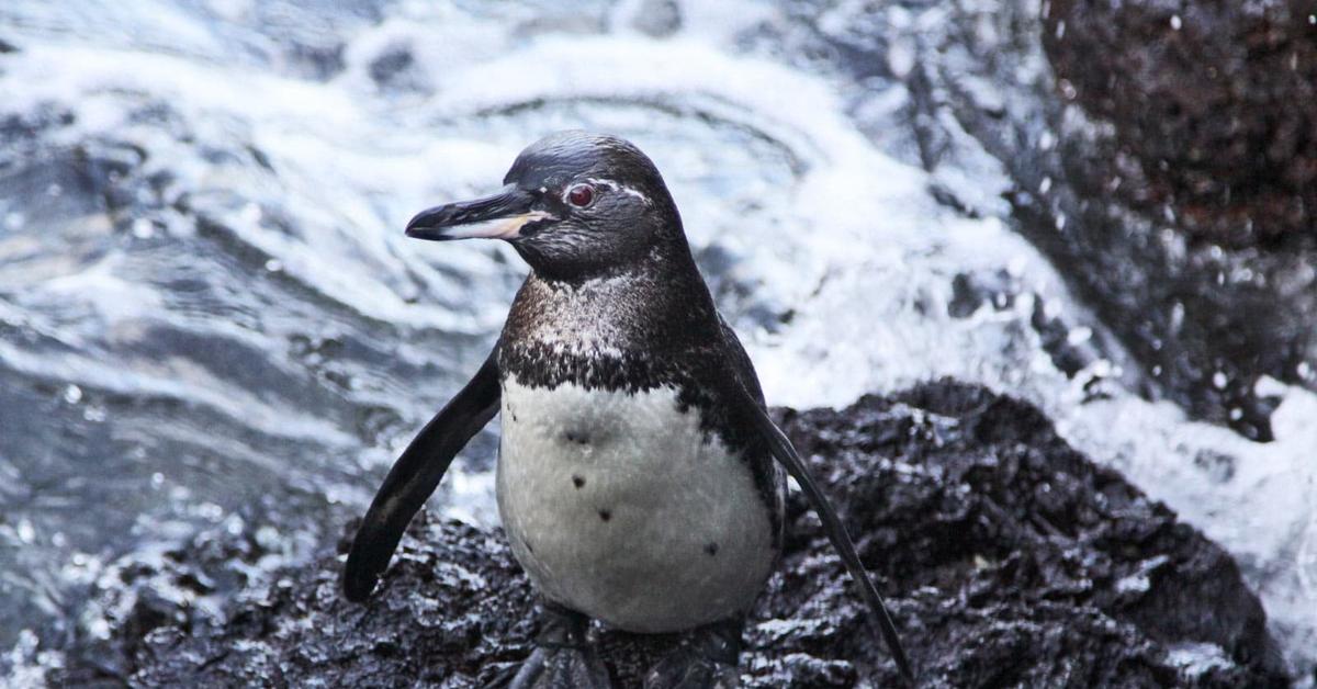 Natural elegance of the Galapagos Penguin, scientifically termed Spheniscus Mendiculus.