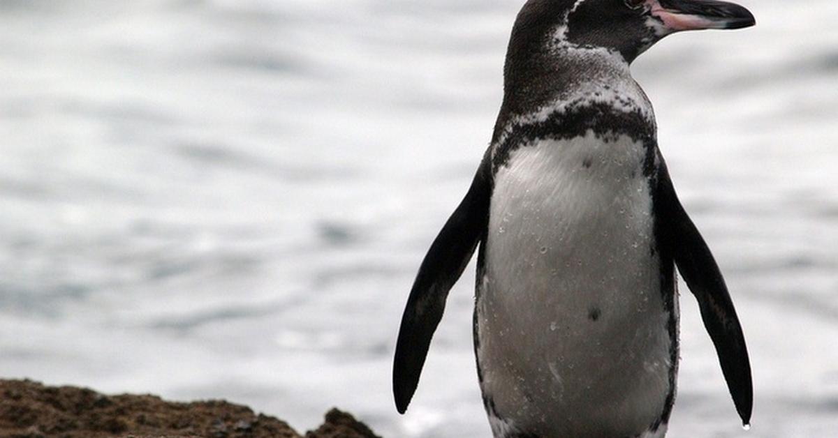 Natural elegance of the Galapagos Penguin, scientifically termed Spheniscus Mendiculus.