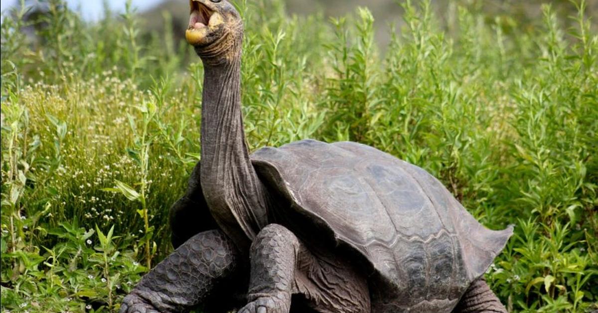 Stunning depiction of Galapagos Tortoise, also referred to as Chelonoidis nigra.