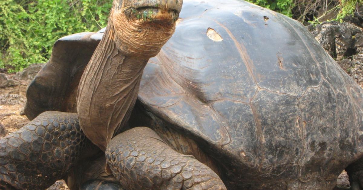 Graceful Galapagos Tortoise, a creature with the scientific name Chelonoidis nigra.