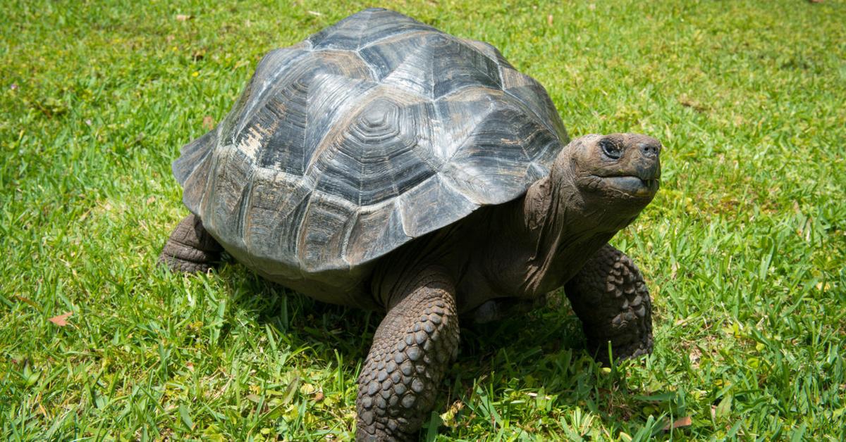 Glimpse of the Galapagos Tortoise, known in the scientific community as Chelonoidis nigra.