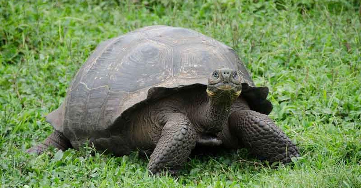 Photograph of the unique Galapagos Tortoise, known scientifically as Chelonoidis nigra.