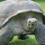 The Galapagos Tortoise in its natural beauty, locally called Kura-kura Galapagos.