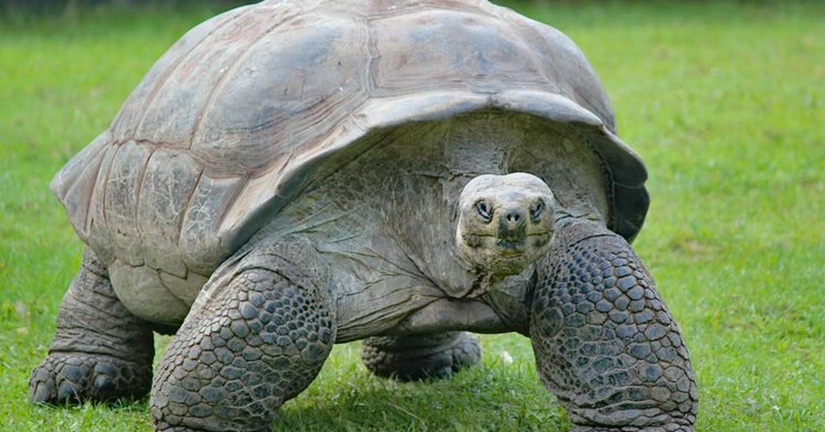 The Galapagos Tortoise in its natural beauty, locally called Kura-kura Galapagos.