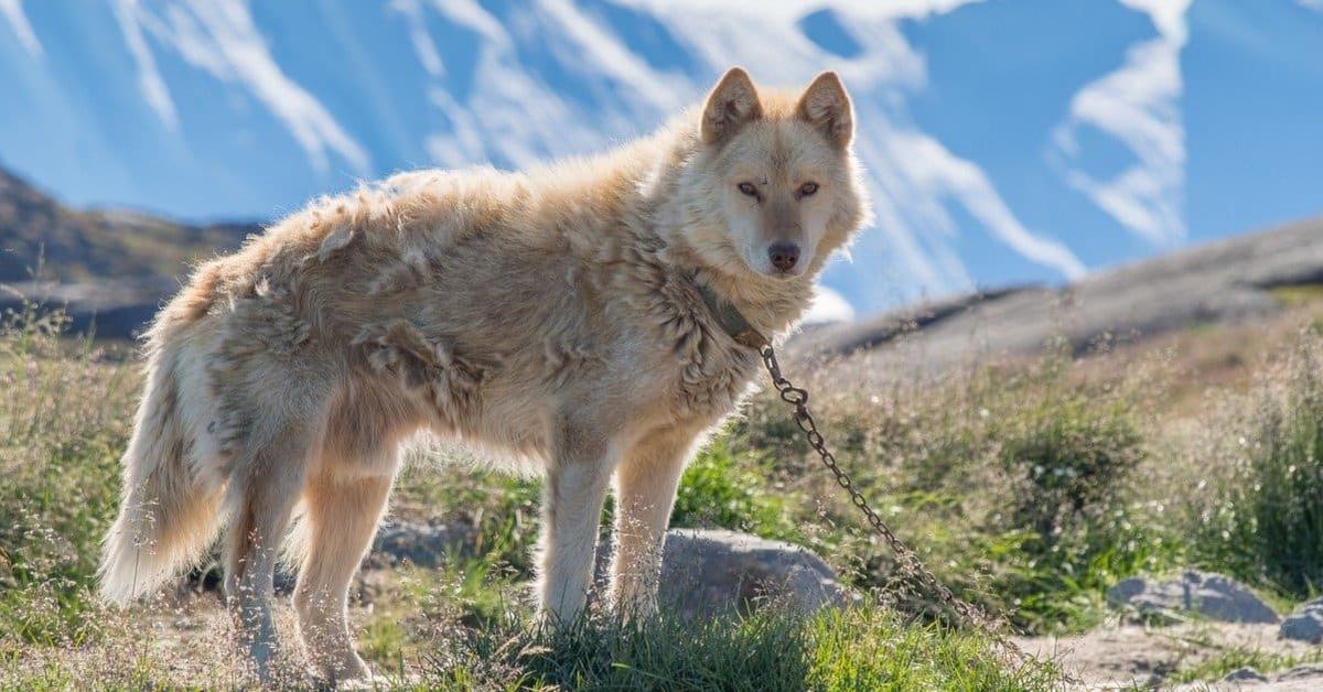 Vivid image of the Greenland Dog, or Anjing Greenland in Indonesian context.