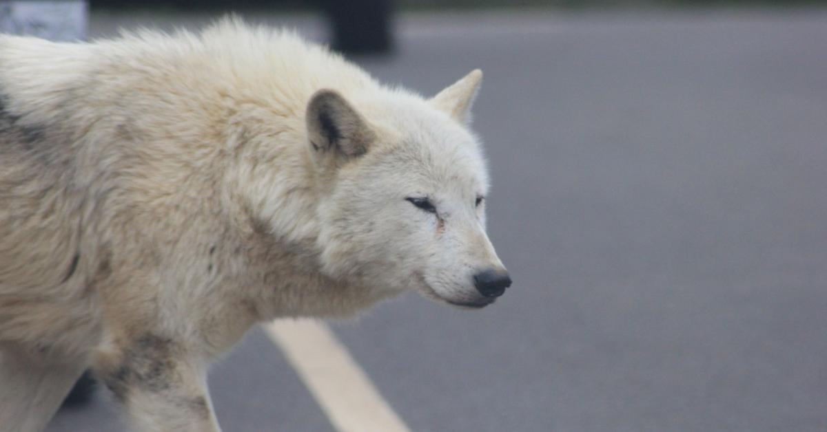 Engaging shot of the Greenland Dog, recognized in Indonesia as Anjing Greenland.