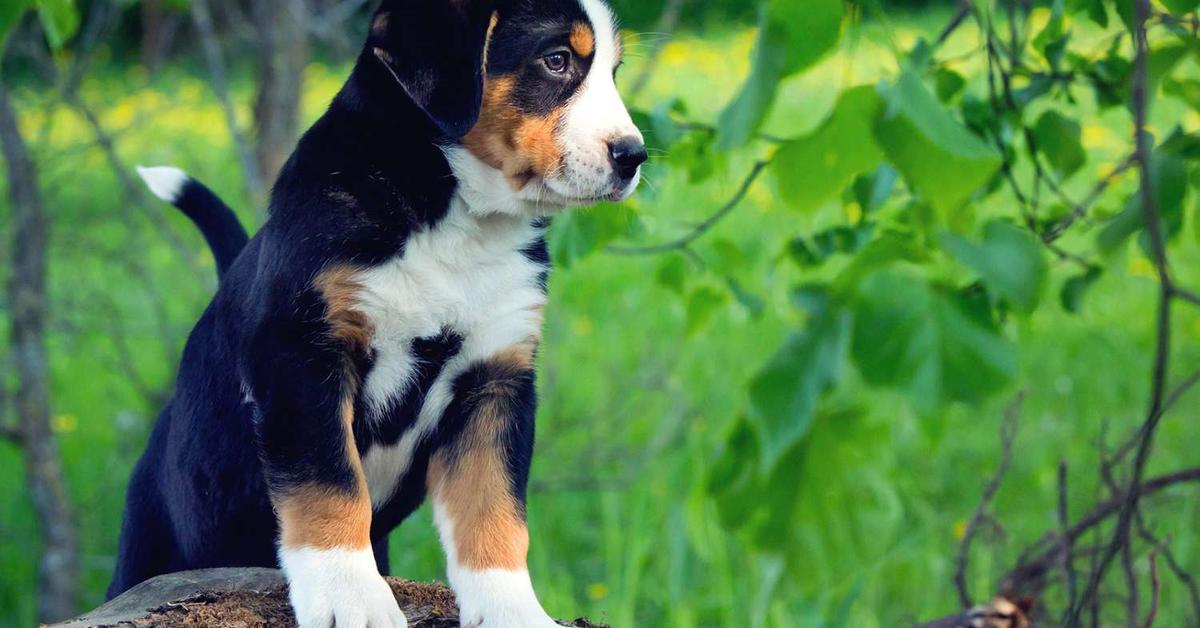 The Greater Swiss Mountain Dog, a species known as Canis lupus, in its natural splendor.