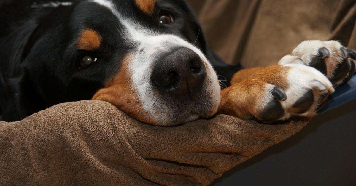 Charming view of the Greater Swiss Mountain Dog, in Indonesia referred to as Anjing Gunung Swiss Besar.