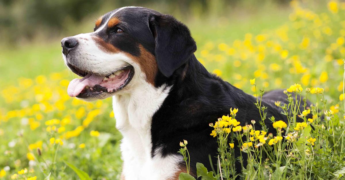 Close encounter with the Greater Swiss Mountain Dog, scientifically called Canis lupus.