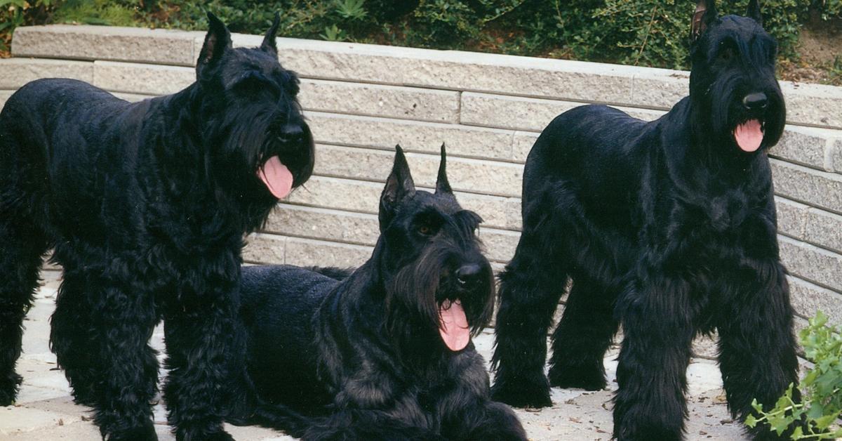 The majestic Giant Schnauzer, also called Schnauzer Raksasa in Indonesia, in its glory.