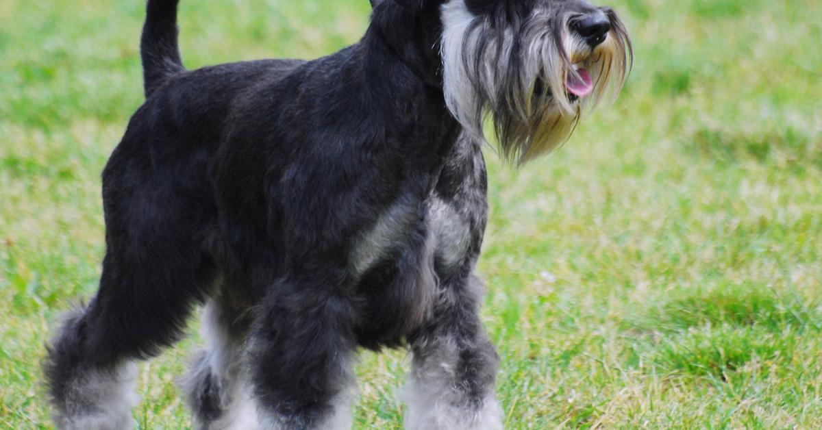 Stunning image of the Giant Schnauzer (Canis lupus), a wonder in the animal kingdom.