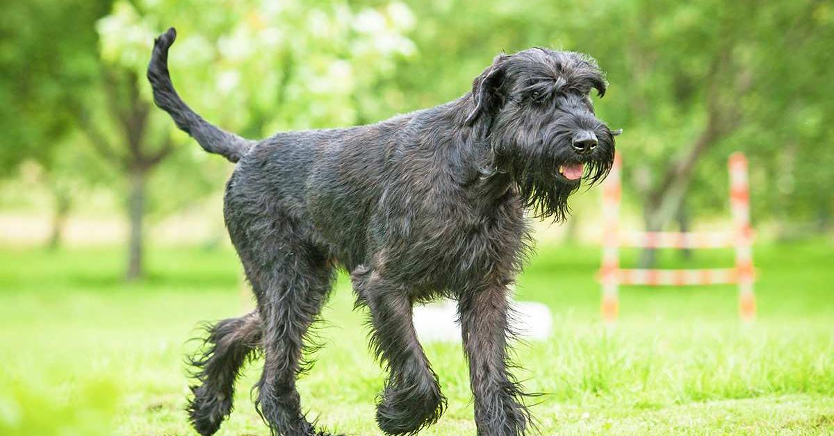 Image of the Giant Schnauzer (Canis lupus), popular in Indonesia as Schnauzer Raksasa.