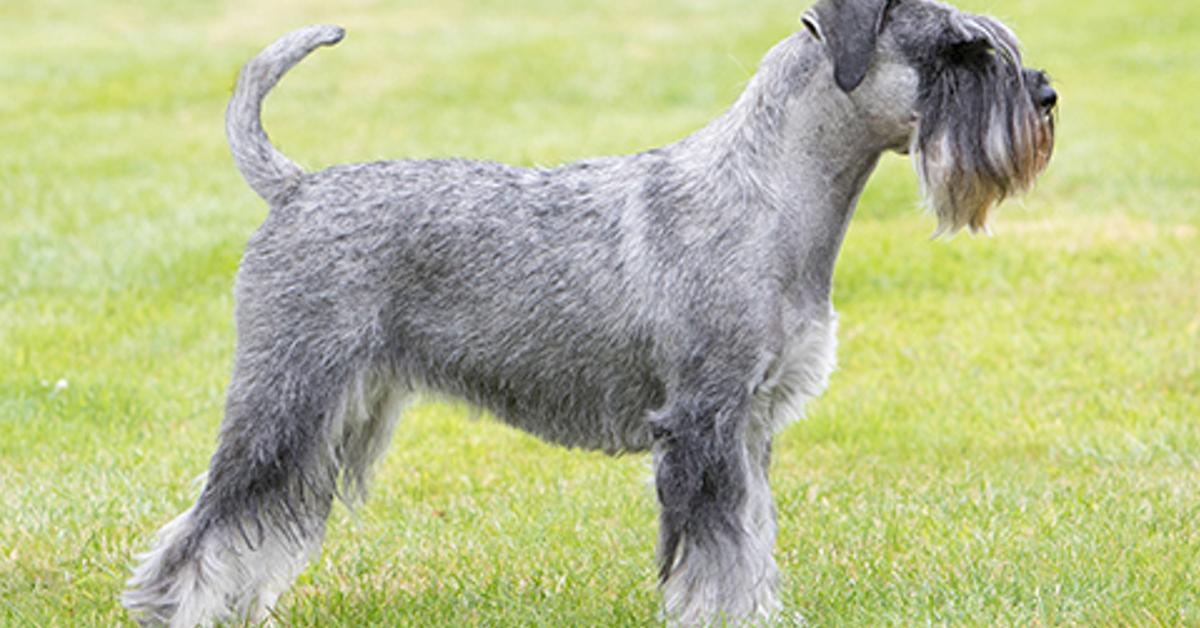 Close-up view of the Giant Schnauzer, known as Schnauzer Raksasa in Indonesian.