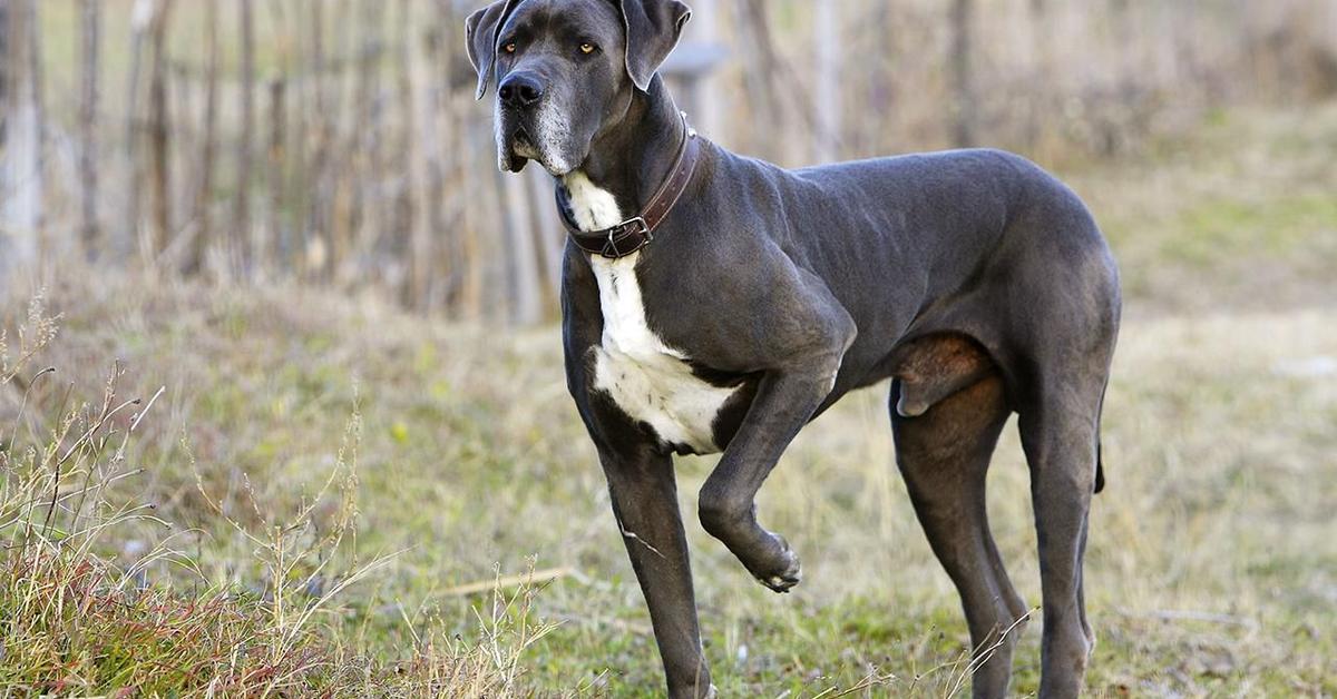 Elegant Great Dane in its natural habitat, called Anjing Great Dane in Indonesia.