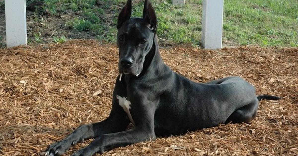 The remarkable Great Dane (Canis lupus), a sight to behold.